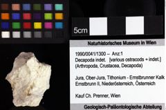 Foto (Objket + Etiketten) von Decapoda indet. 